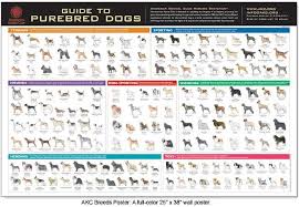 Dog Breed Poster Akc Dog Breeds Dog Breeds Pictures Dog