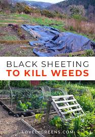 how to use black plastic to kill weeds