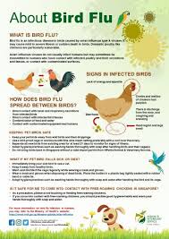 There are several strains of. Bird Flu