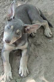 Australian Kelpie Blue Tan Diluted Black Horses And Dogs And