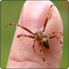 spiders commonly found in gardens and