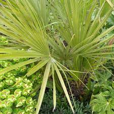 Palm Trees For Grow Exotic Palms