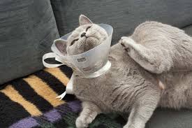 the cat cone a complete owner s guide