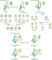 agriculture and plant biotechnology