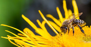 How To Make Money With Beekeeping