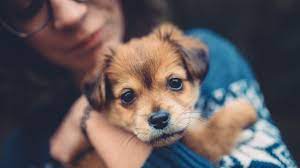 Uber says it's like having your own personal puppy bowl. follow ktla tech reporter rich demuro on facebook or twitter for cool apps, tech tricks & tips! Uberpuppies Are Coming To The Big Easy Uber Blog