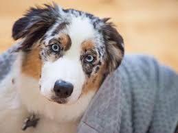 When puppies are born, their eyes are not yet visible. 10 Dog Breeds With Blue Eyes