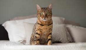 The bengal has the golden glittering pattern, which no other cat breed displays. Bengal Cat Breed Information