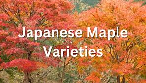 30 gorgeous anese maple varieties