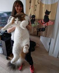 this is the largest cat in new york