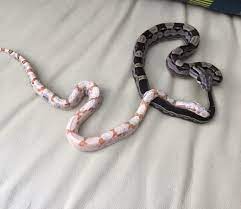 morphs aussie pythons snakes forum