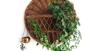 9 Easy Indoor Hanging Plants Create A