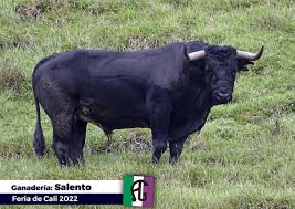 Los toros de Salento para Cali (Fotos) - Burladero TV