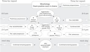 Flowchart For Identifying Cocci In Chains After Morphology