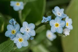 Symbolism of the forget me not flower. How To Grow And Care For Forget Me Not Plants