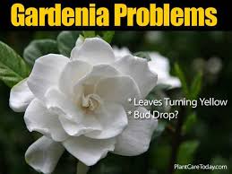 Leaves are opposite in whorls, broad, dark green with a leathery texture. Gardenia Pests Diseases Leaves Turning Brown More