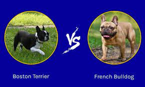 boston terrier vs french bulldog what