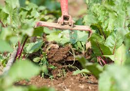 Pull Weeds As They Pop Or Desired