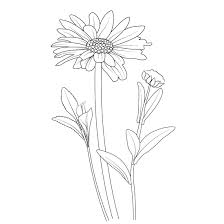 simple daisy flower drawing for kids