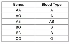 If The Mother Has An O Blood Type And The Father Has Ab