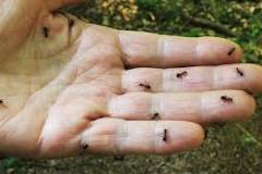 are-black-ants-poisonous