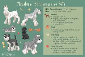 miniature schnauzer dog breed