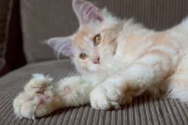7 amazing facts about polydactyl cats
