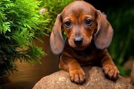 ultimate dachshund puppy ping list