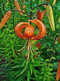 how to grow tiger lilies a cote