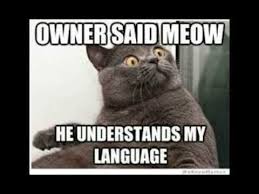 Funny Cat Memes | 2014 | Animal Memes - YouTube via Relatably.com