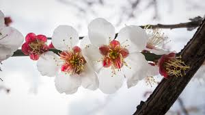 Résultat de recherche d'images pour "photos gratuites de branches cerisiers"