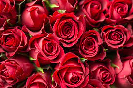 red roses close up free stock photo