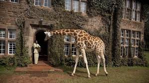 Image result for giraffe lodge