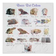 Basic Rat Colors Poster Zazzle Com Pet Rats Rats Rat Care