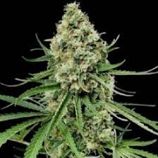 All of their seeds are bred bulk seed bank focuses and specialises in selective breeding of the worlds most famous strains. Buy Weed Seeds Online Legally Marijuana Seeds Neuroseeds Best Prise