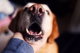 what causes bad breath in dogs how to