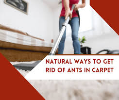 get rid of ants in carpet