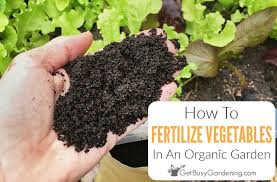 fertilizing your vegetable garden
