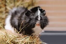 best hay for guinea pigs which hay to
