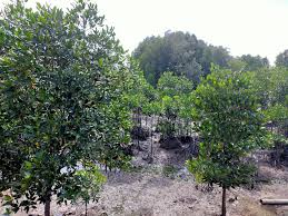 Ekosistem hutan bakau mempunyai rantaian & siratan makanannya yang tersendiri. Kepentingan Pokok Bakau