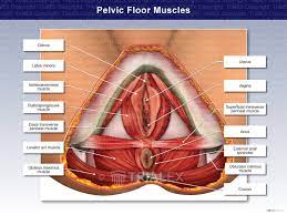 pelvic floor muscles trial exhibits inc