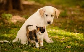 kitten and puppy