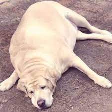 No two dogs are alike. The 7 Breeds Most Likely To Become Fat Dogs Petcarerx