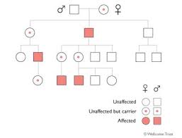 Pedigree Chart Heredity