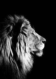 purchase lion black and white poster