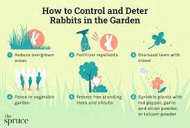 garden rabbit control and deter tips