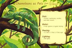 If you have read all of the information above it doesn't have a pet angle, but it will give you a good understanding of how these lizards exist in the wild. A Guide To Caring For Pet Chameleons