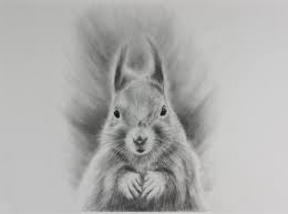 a squirrel using graphite