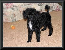 toy poodle puppies tiny toy and teacup