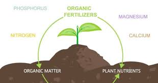 making organic fertilizer 10 homemade